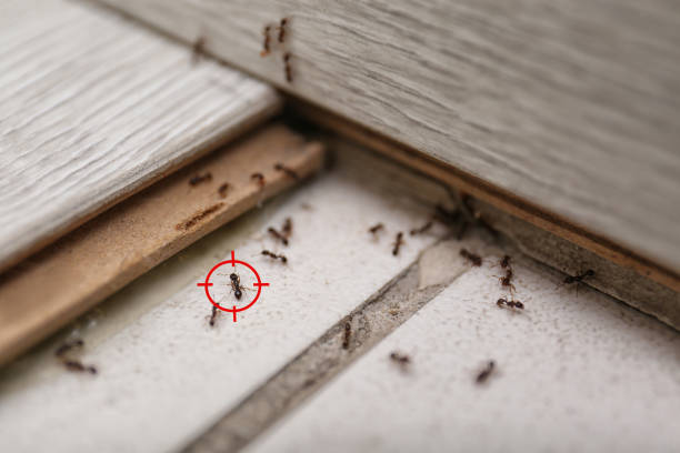  Polson, MT Pest Control Pros