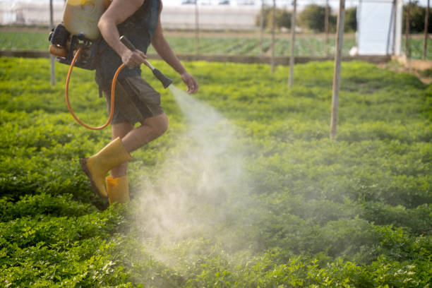 Reliable Polson, MT Pest Control Solutions