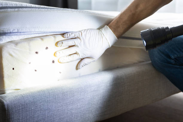 Best Local Pest Control Services  in Polson, MT